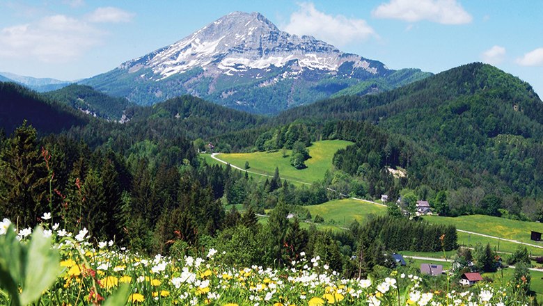 Ötscher mountain in Austria with flowering meadow in the foreground.