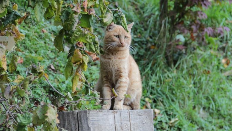 Cat Leni, &copy; Reisenbichler