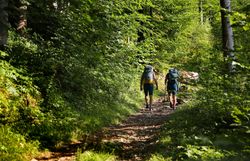 Pilgergruppe auf Waldweg im Sonnenlicht.