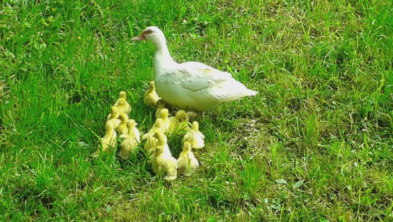 Duck family, &copy; Reisenbichler
