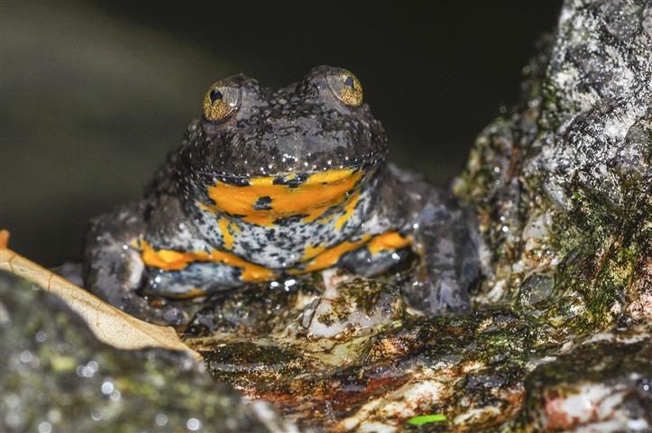 Gelbbauchunke sitzt auf Stein und blickt in die Kamera