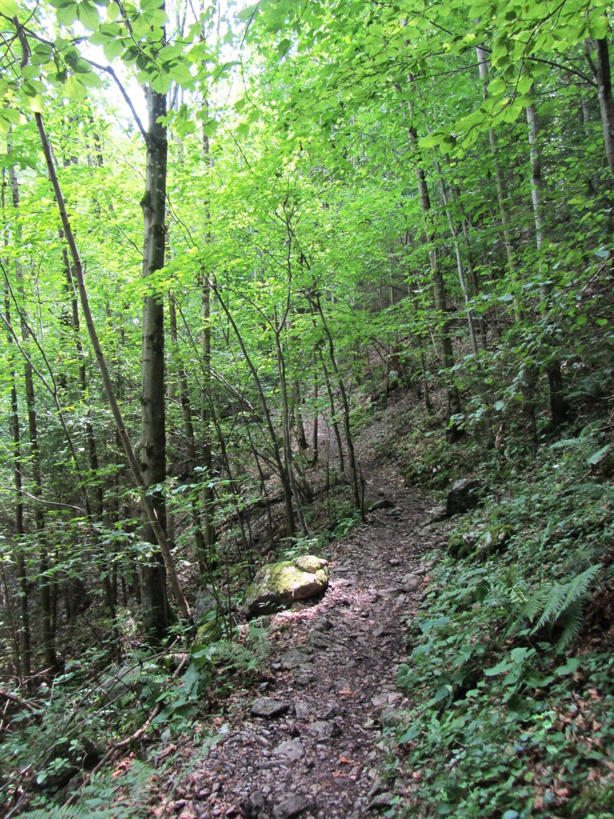 Up to the cave on forest paths
