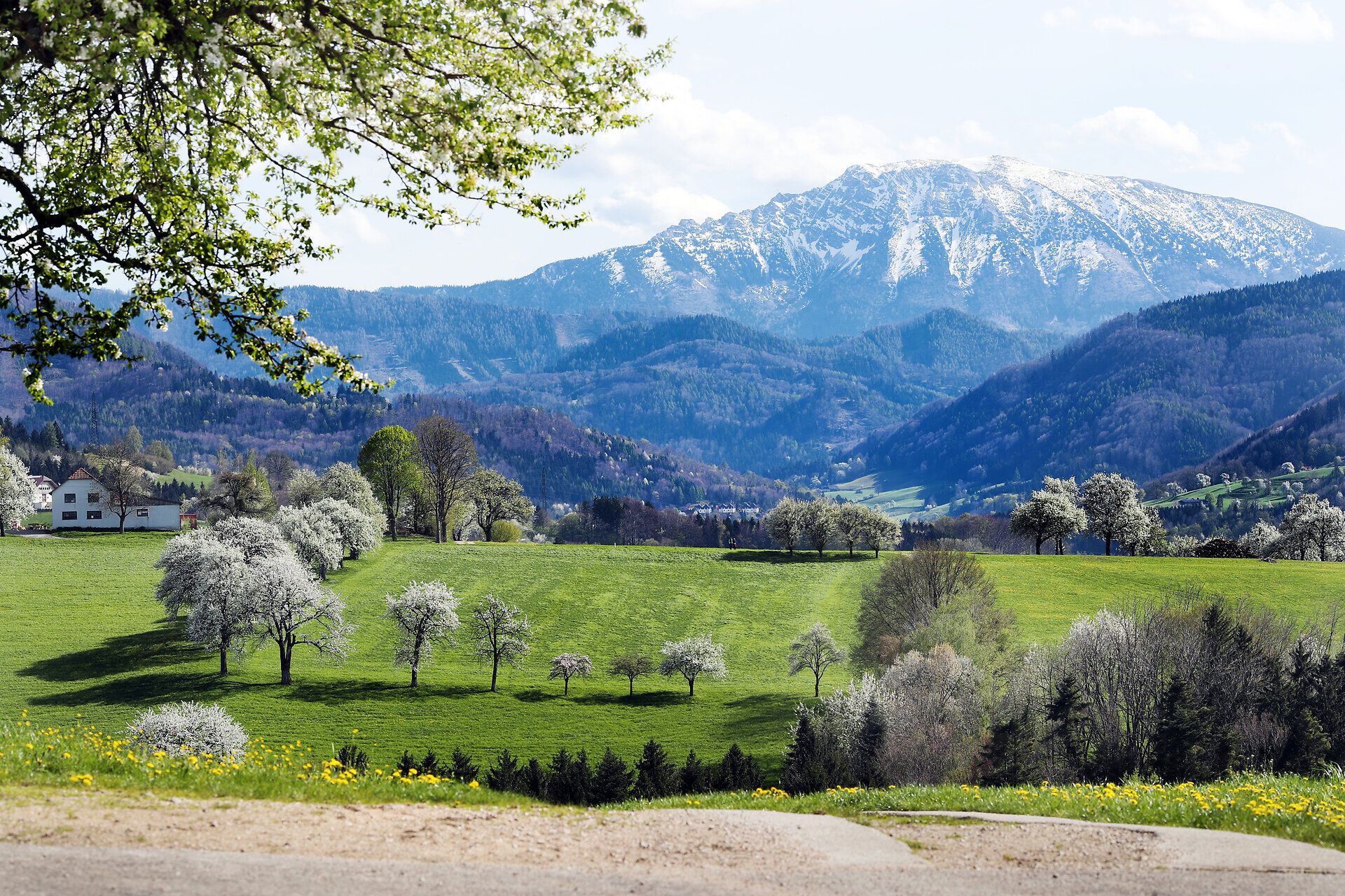 Blossoming landscape in the foreground, the snow-covered Ötscher in the background.