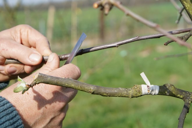 Veredelung von Obstb&auml;umen, &copy; Herbert Ritthaler