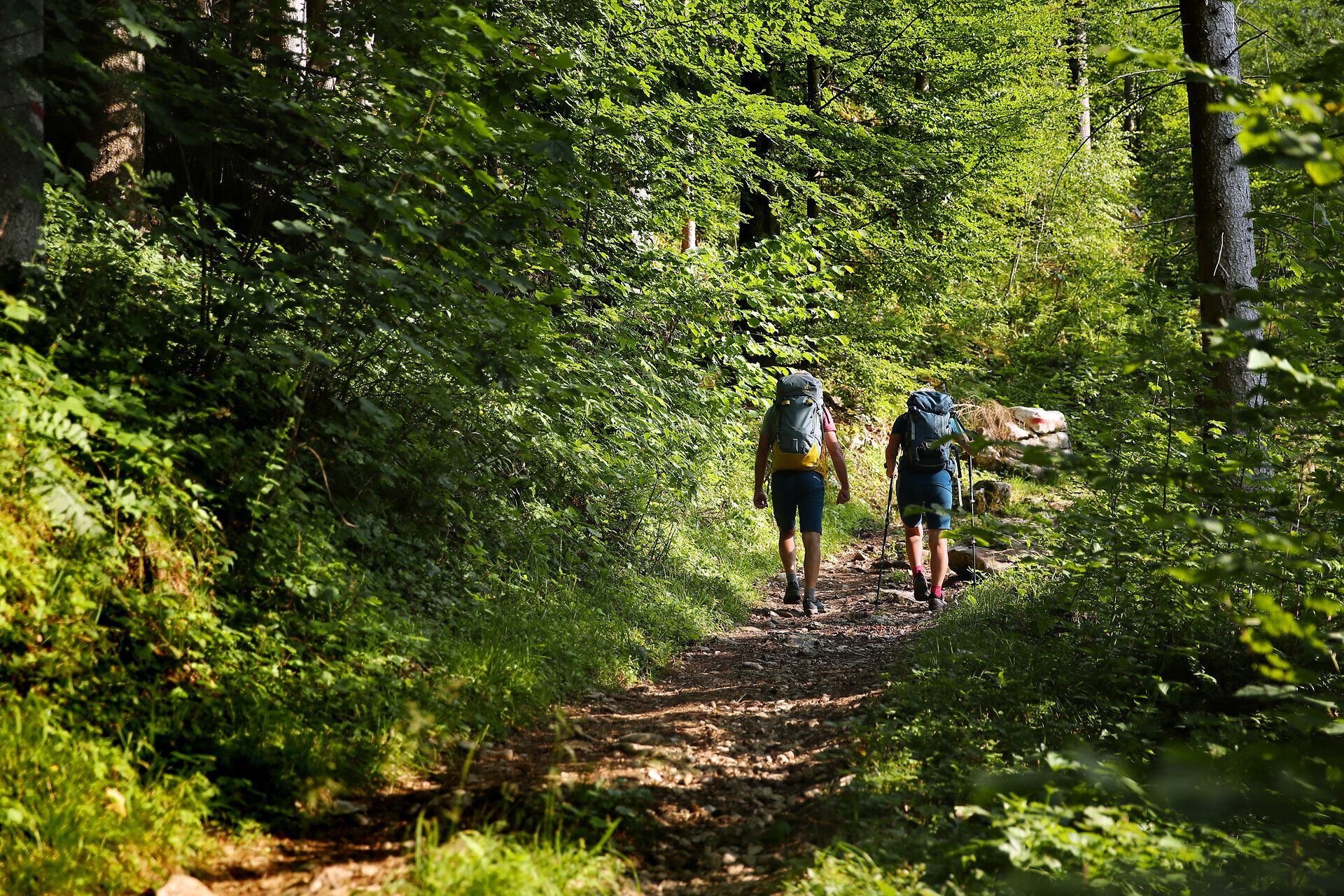 Pilgergruppe auf Waldweg im Sonnenlicht.