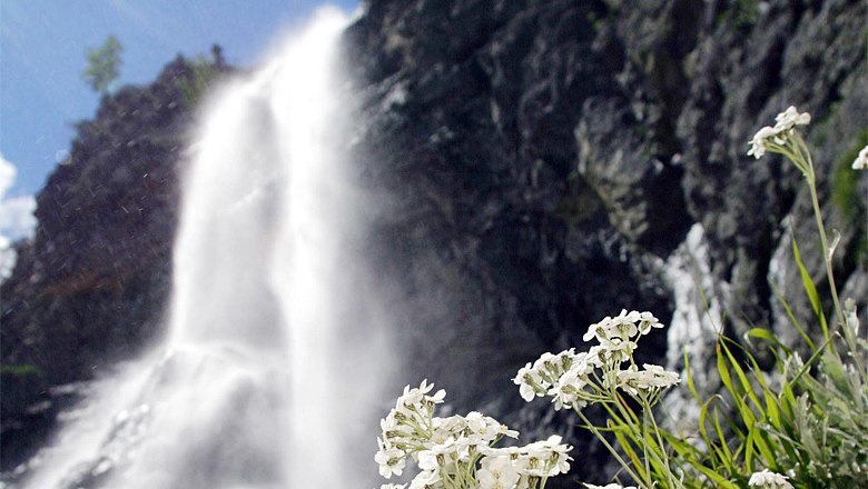 Ein Wasserfall stürzt neben einer Felswand herab, im Vordergrund sind weiße Blumen zu sehen.