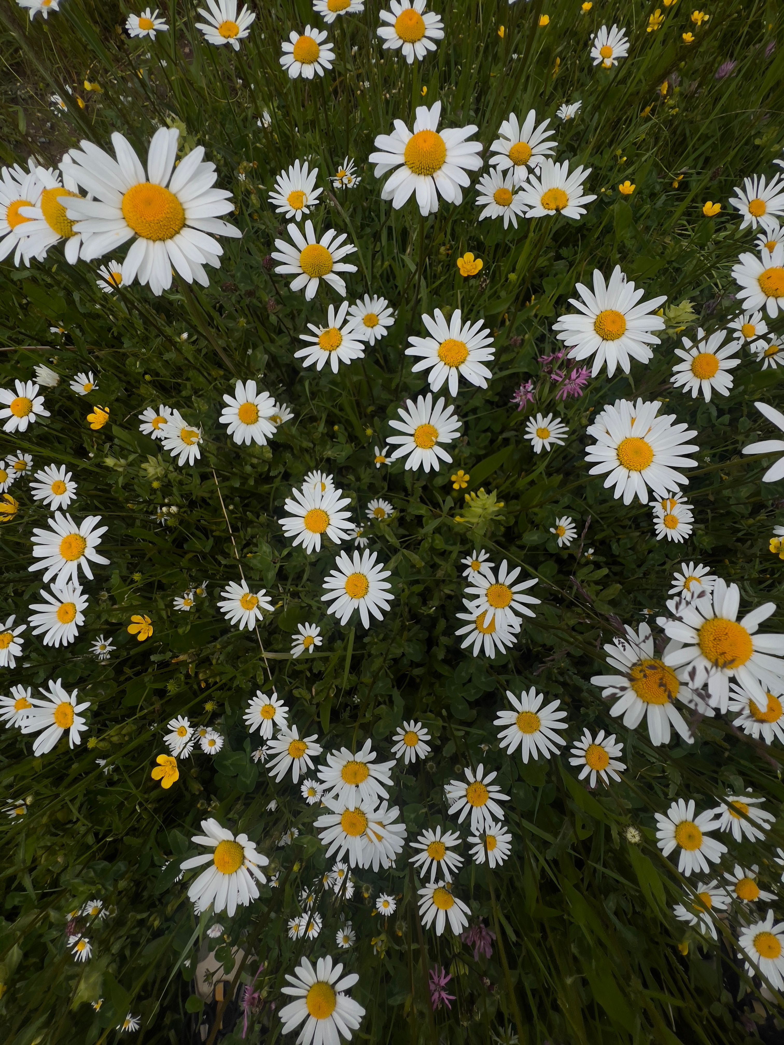 Das Bild zeigt mehrere Blumen von oben. 