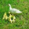 Duck family, &copy; Reisenbichler