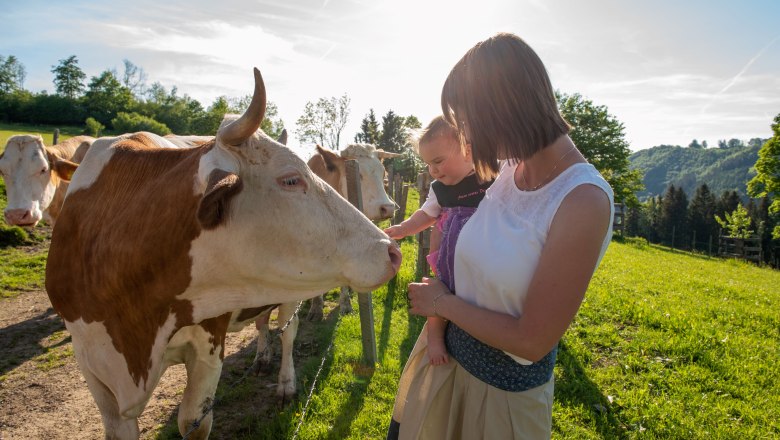 Kuh, &copy; H&ouml;barten