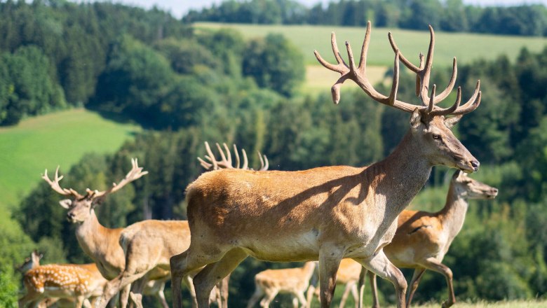 In der sanften H&uuml;gellandschaft grasen majest&auml;tische Rehe, w&auml;hrend die Sonne warm auf die saftigen Wiesen scheint. Die friedliche Atmosph&auml;re und die malerische Kulisse laden dazu ein, die Natur in vollen Z&uuml;gen zu genie&szlig;en.