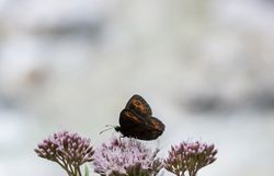 Inmitten der üppigen Flora des Naturparks entfaltet sich die Schönheit der Natur. Eine zarte Schmetterlingsart tanzt von Blüte zu Blüte und verleiht der Szenerie einen Hauch von Magie. Hier, wo die Farben lebendig werden, lädt die Landschaft zum Verweilen und Entdecken ein.