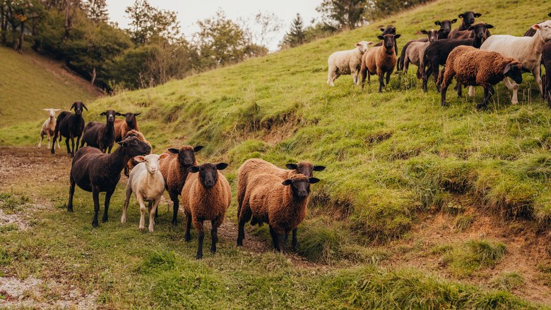 A flock of sheep and lambs in a green meadow.