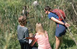 Inmitten der üppigen Natur des Ötschergräben erkunden Familien die faszinierende Flora und Fauna. Die sanften Geräusche des plätschernden Wassers und das Zwitschern der Vögel schaffen eine harmonische Atmosphäre, die zum Verweilen einlädt. Hier wird das Wandern zum unvergesslichen Erlebnis in einer malerischen Kulisse.