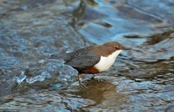 Eine Wasseramsel steht aif einem Stein in einem Bach.