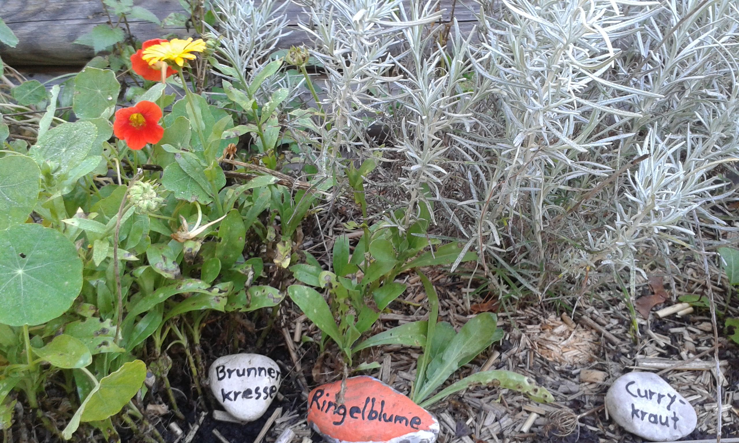Herb garden