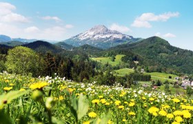 Blumenwiese mit gelben und wei&szlig;en Blumen vor einer Berglandschaft bei Annaberg.