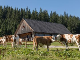 Feldwiesalm, &copy; Theo Kust