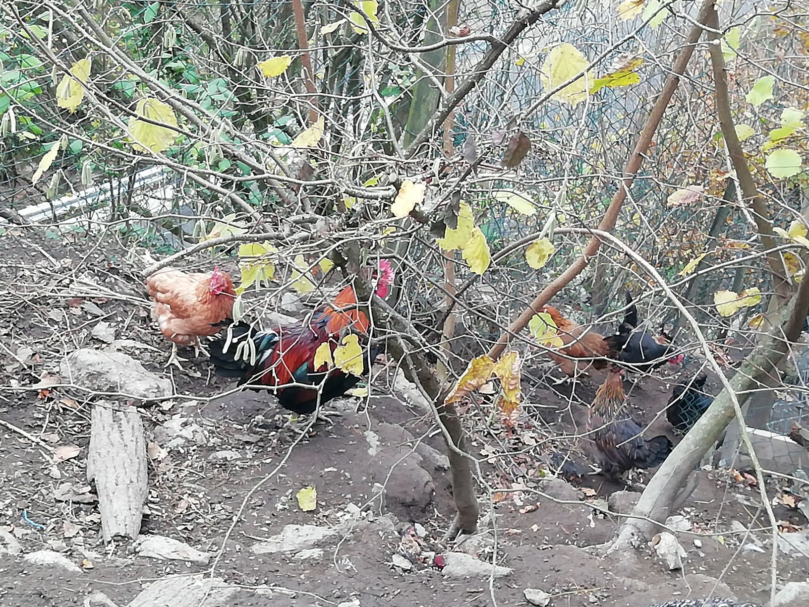Chickens