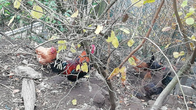 Chickens, &copy; Reisenbichler