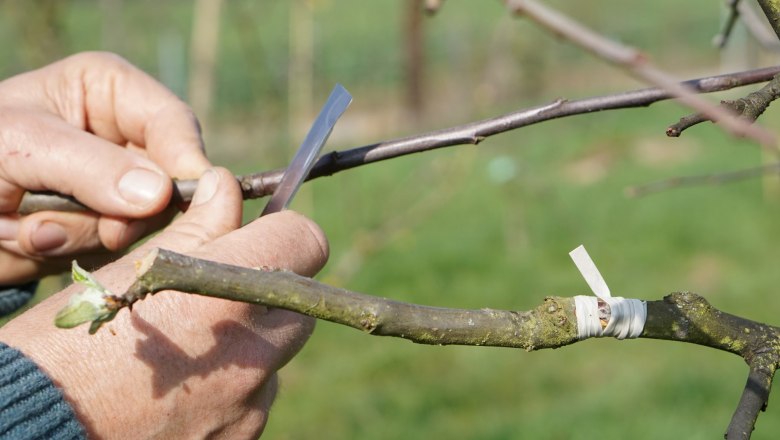 Veredelung, &copy; Herbert Ritthaler